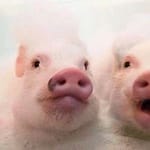 Alejandra Reyes avatar