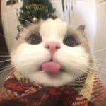 Ismael Ceballos avatar