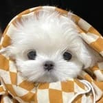 Julia Morales avatar